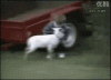 tumblr_muezwxv8xS1qewacoo4_r2_400.gif