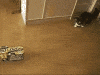 f55ef71ad8c60f8c3c6476bf98495366.gif