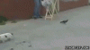 1141737_b2483ba5068906d8e8db621cf0a1c95d_1393687159.gif
