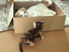 792511_2fb94bcdb469fceea4c8ccfc64e77e50_1364157294.gif