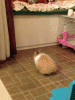 1-130601110344111.gif