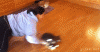 tumblr_n1gf4wjFko1r3gb3zo1_400.gif