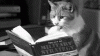 anigif_enhanced-buzz-32330-1397834450-7.gif