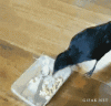 anigif_enhanced-18547-1399311018-6.gif