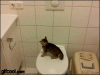 dc66b248gw1eend375wpbg208v06p7wh.gif