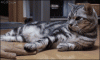 Boss-cat-keeps-paw-on-top.gif