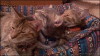 catz.gif