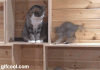 dc66b248jw1efrwmdggtkg208c05we81.gif