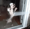 dog-6.gif