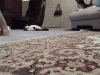 a67f302298acfa9c11fc287fc407fb9e.gif