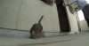 cat.gif