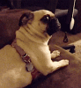 bde1b4a50092c6f0ec5000e5367a22eb.gif