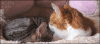 anigif_enhanced-buzz-32552-1375733104-0.gif
