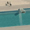 tumblr_m8gha6L6Zu1r9fsu5o1_250.gif