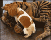 giphy-12.gif
