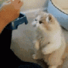 2011710234622875.gif