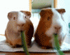 tumblr_mxp3fpr8HW1rj4ww1o1_250.gif
