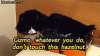 gizmo.gif