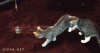 tumblr_mndrs3v8TH1r3gb3zo1_400.gif