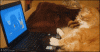 tumblr_mcmwkgSFeD1qdlh1io1_400.gif