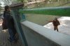 pb-110926-orangutan-jb-02.photoblog900.jpg