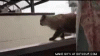 cat-jump-fail-o.gif