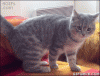 stupid-cat-fail-derp.gif