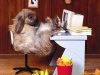 lapin.jpg