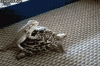 gifTortue12.gif