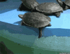 gifTortue2.gif