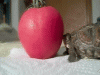 gifTortue4.gif