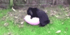 lapin.gif