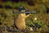 hamster_bazooka.jpg