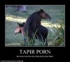 tapir.jpg