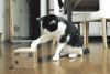 slide_346392_3644798_free.gif