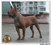 ChineseChongqingDogBreedingCenter1.JPG