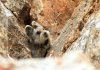 lapin-rare-chine-photo-decouverte-4.jpg