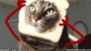 tumblr_nlhxr1vYL91qb5gkjo7_400.gif