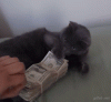 cat dollars.gif