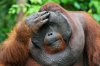 Orangutan3-3.jpg
