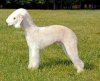 chien mouton 1.jpg