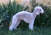 chien mouton 2.jpg