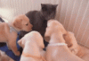 tumblr_inline_mlrh9uG1gF1qz4rgp.gif