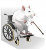 Le-vieux-rat.jpg