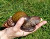 escargot.jpg
