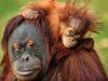 636154351637120195-11-22-16-baby-orangutan1.jpg
