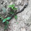 serpent_Zhejiang.jpg