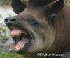 Tapir Rigolo.jpg
