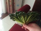 IMG_0771.JPG