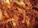 langoustes.jpg